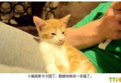 小猫有趣爆料视频下载,小猫趣味爆料视频集锦