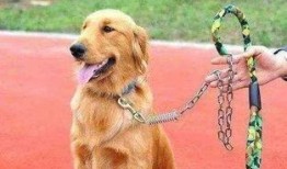 长春爆料养狗案件视频,冲突升级引发社会关注