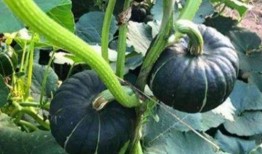 网红吃瓜群贴吧,揭秘娱乐圈幕后故事