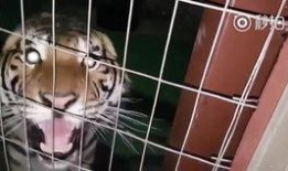 动物叫声视频在线观看,揭秘自然界的声声呼唤