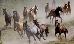 骏马在线观看,驰骋云端，共赴速度与激情之旅