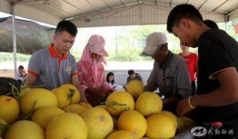 吃瓜事件东南亚网红,揭秘网络红人背后的真相