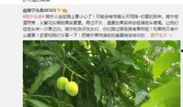 南宁芒果树爆料案件视频,揭秘背后惊人真相
