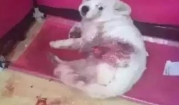 长春爆料养狗案件视频,冲突升级引发社会关注