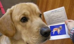 长春爆料养狗案件视频,冲突升级引发社会关注