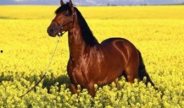 骏马在线观看,驰骋云端，共赴速度与激情之旅