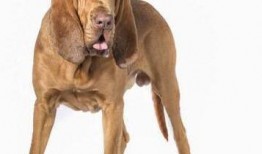 寻血猎犬爆料视频播放全集,视频全集深度解析