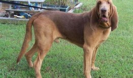 寻血猎犬爆料视频播放全集,视频全集深度解析